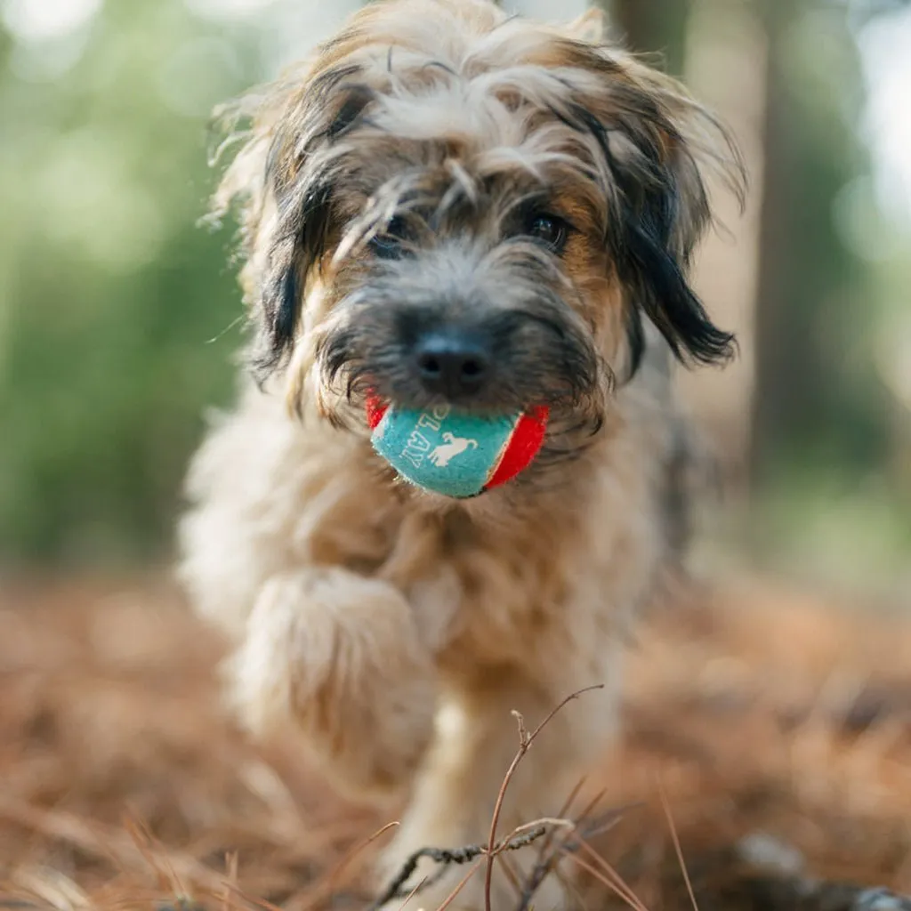 Dog Tennis Ball 4-Pack