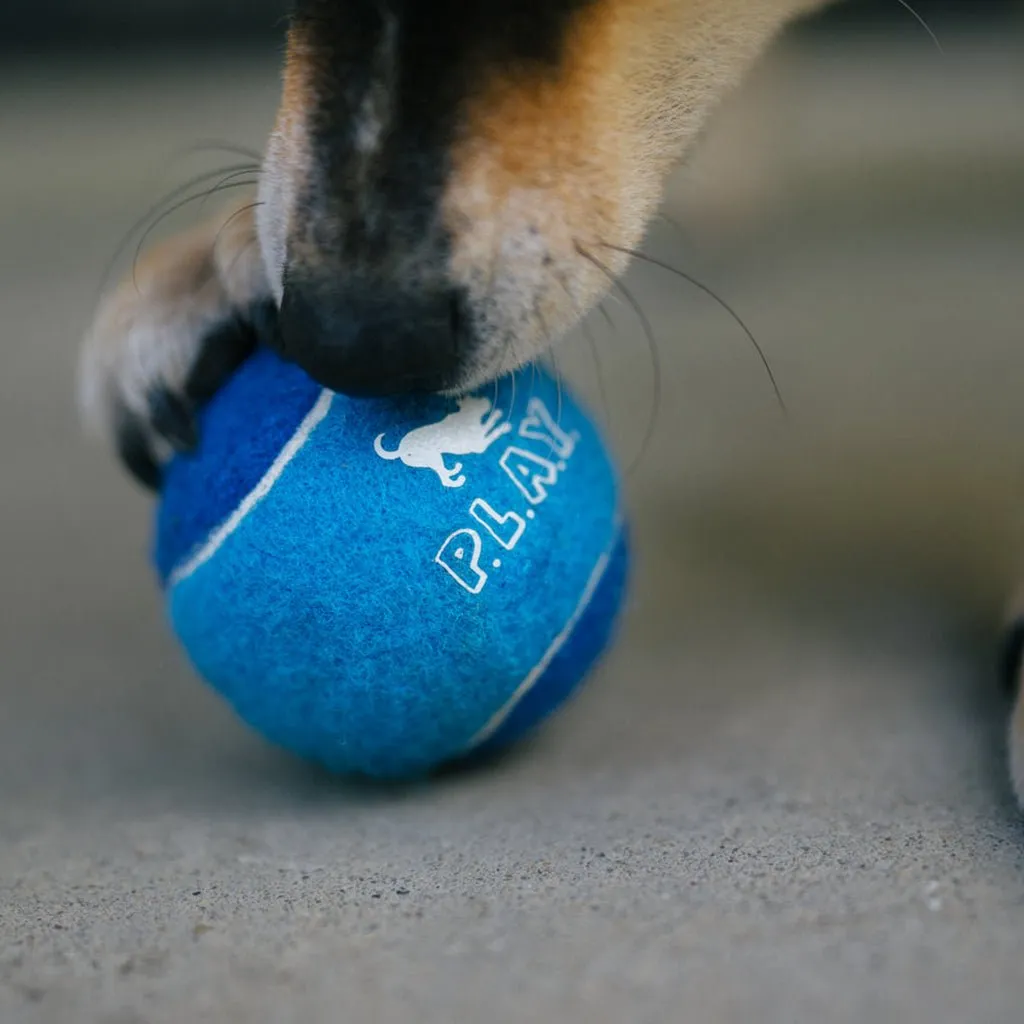 Dog Tennis Ball 4-Pack