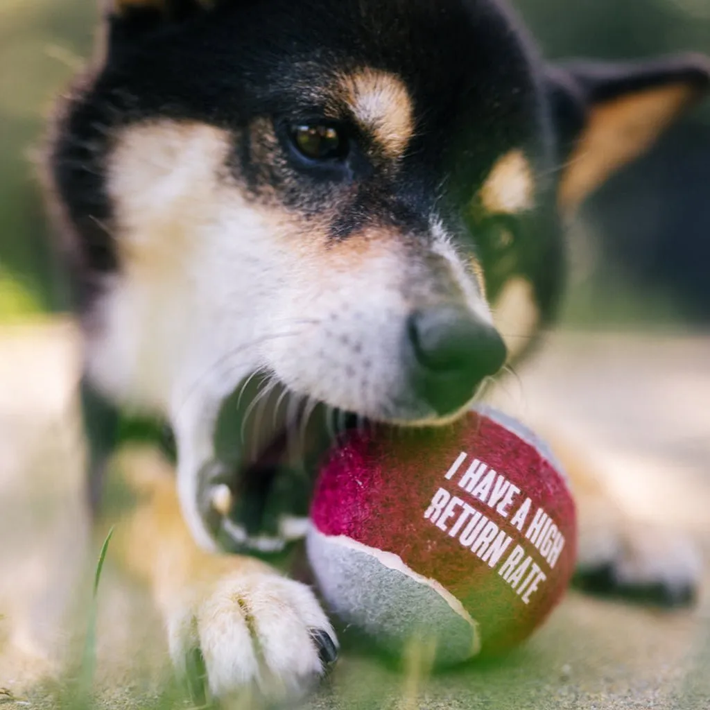 Dog Tennis Ball 4-Pack