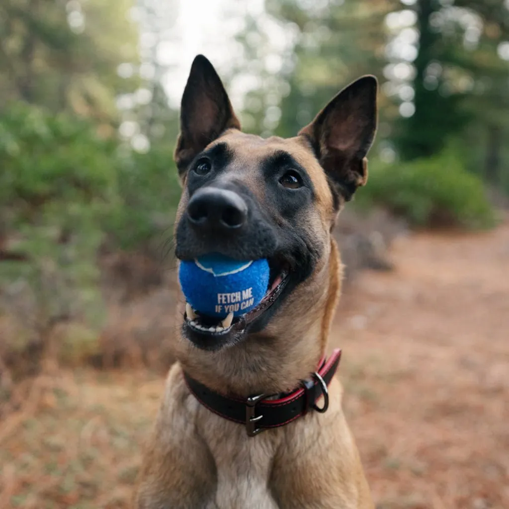 Dog Tennis Ball 4-Pack