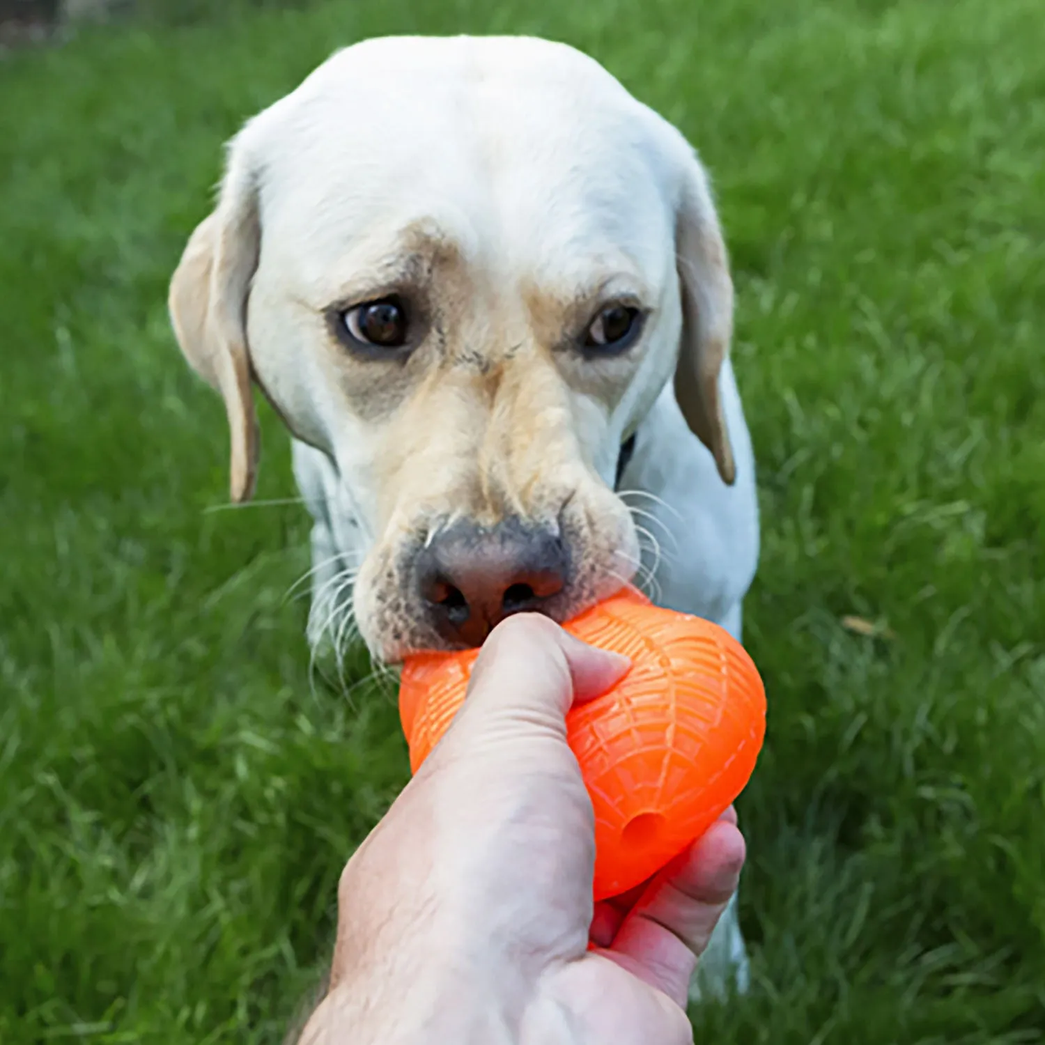 Ruff Dawg Crunch Peanut