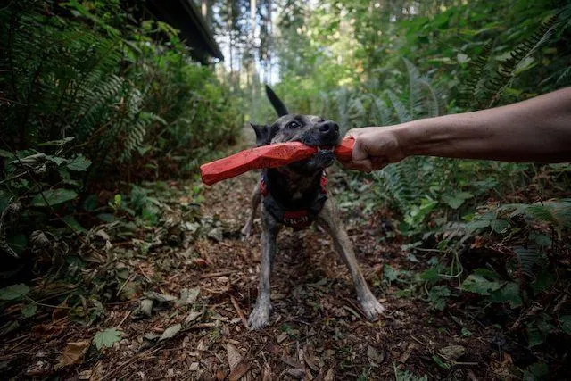 Ruffwear Gnawt-a-Stick™ Rubber Floating Fetch Dog Toy